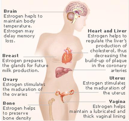 Progesterone With Estrogen Patch