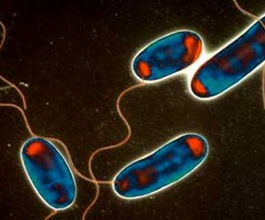 legionella Bacteria