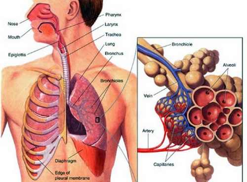 Legionnare disease spread in body