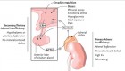 signs of adrenal problems
