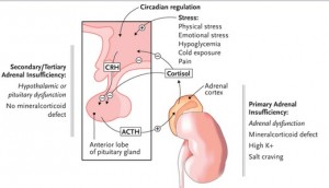 primary & secondary adrenal insufficiency