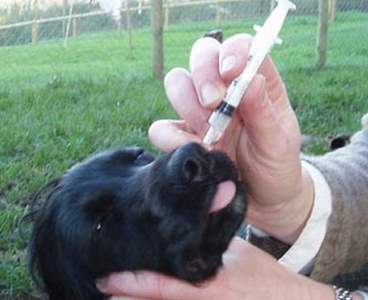 Kennel Cough vaccination in dogs Kennel Cough Symptoms, Treatment, Vaccine and Home Remedies