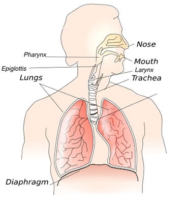 Reactive Airway Disease