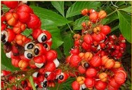 Guarana Side Effects