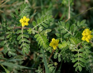 Image of tribulus terrestris