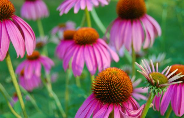 echinacea side effects